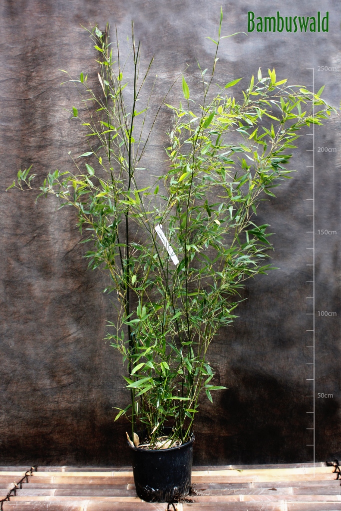 Phyllostachis-Bissethi-683x1024 Grüner Bambus, Phyllostachys bissetii