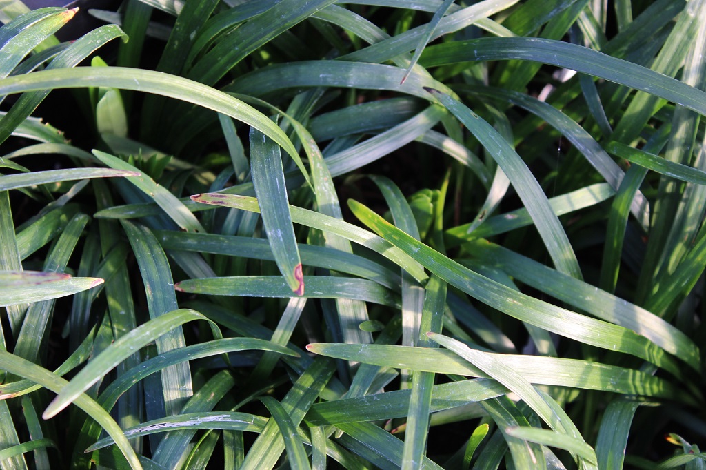 IMG_8873 Glöckchentraube - Liriope muscari Monroe White