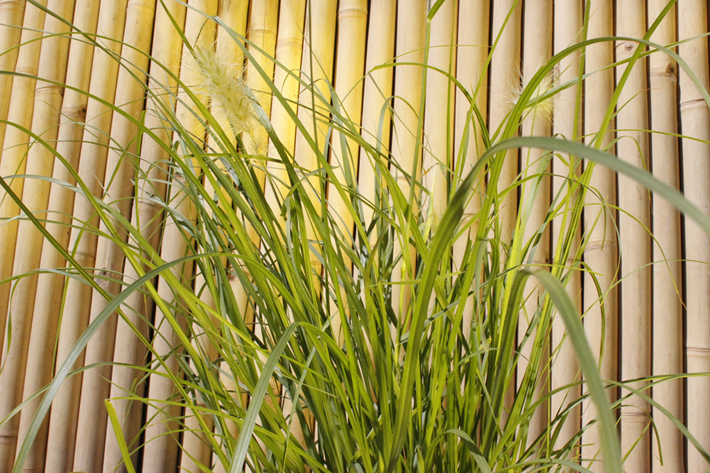 _MG_0013 Wolliges Federborstengras, Pennisetum villosum