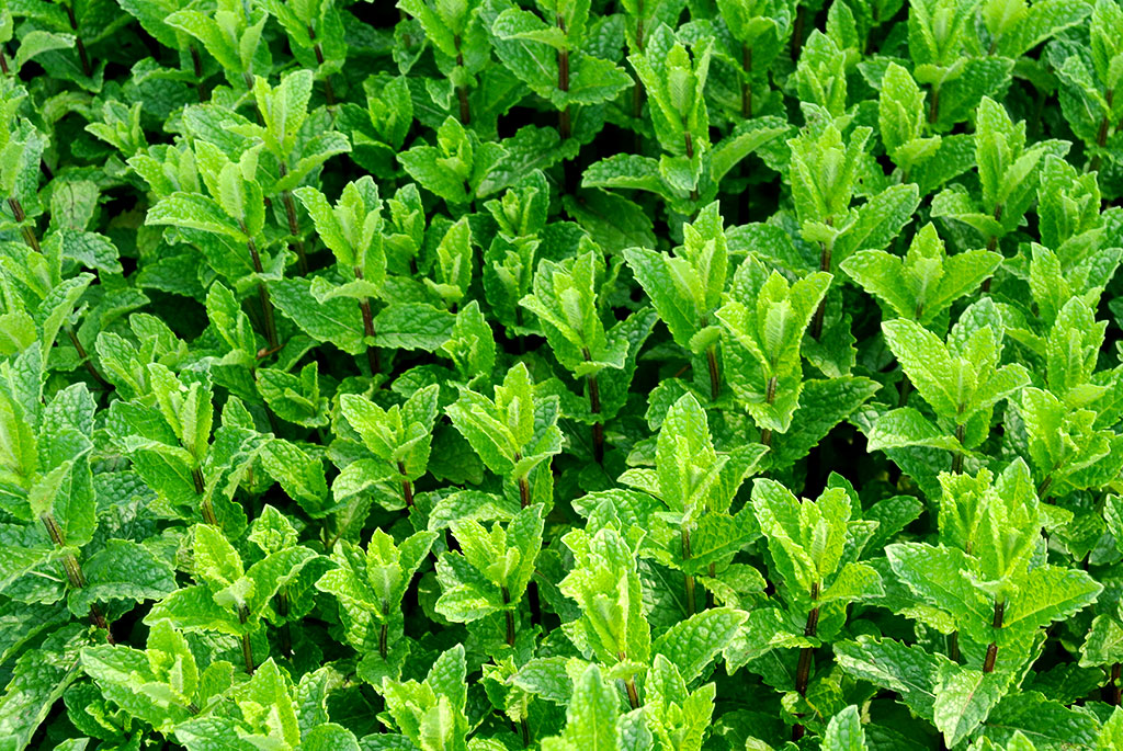 Marokkanische Minze, Mentha spicata var. crispa ,Marokko’