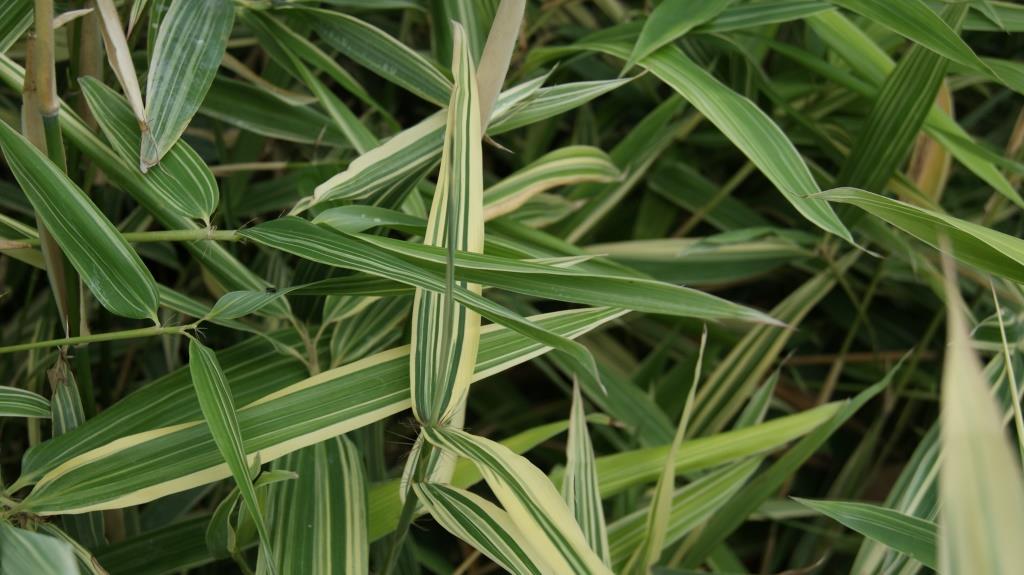 hibanubambusa-shiroshima-2 Buntblättriger Hibanobambusa tranquillans Shiroshima