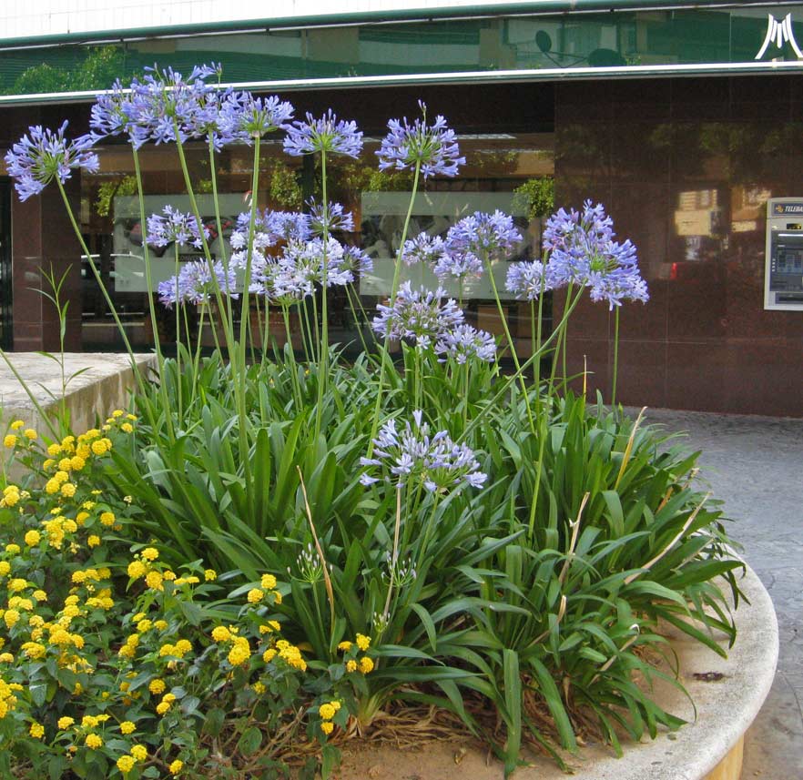 agapanthus-africanus-i-s-schmucklilie-bambuswald2 Agapanthus africanus i.S., Schmucklilie