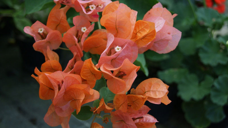 bougainvillea3_bambuswald511a30cae3af4