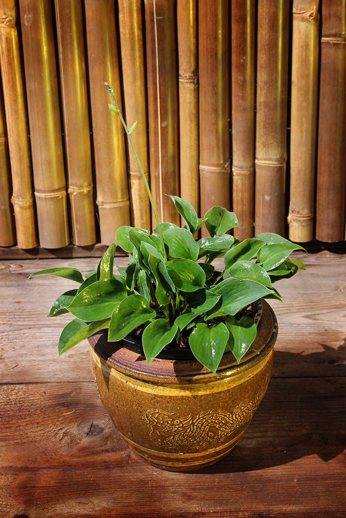 IMG_0033 Blaugrüne Zwergfunkie, Hosta tokudama Blue Cadet