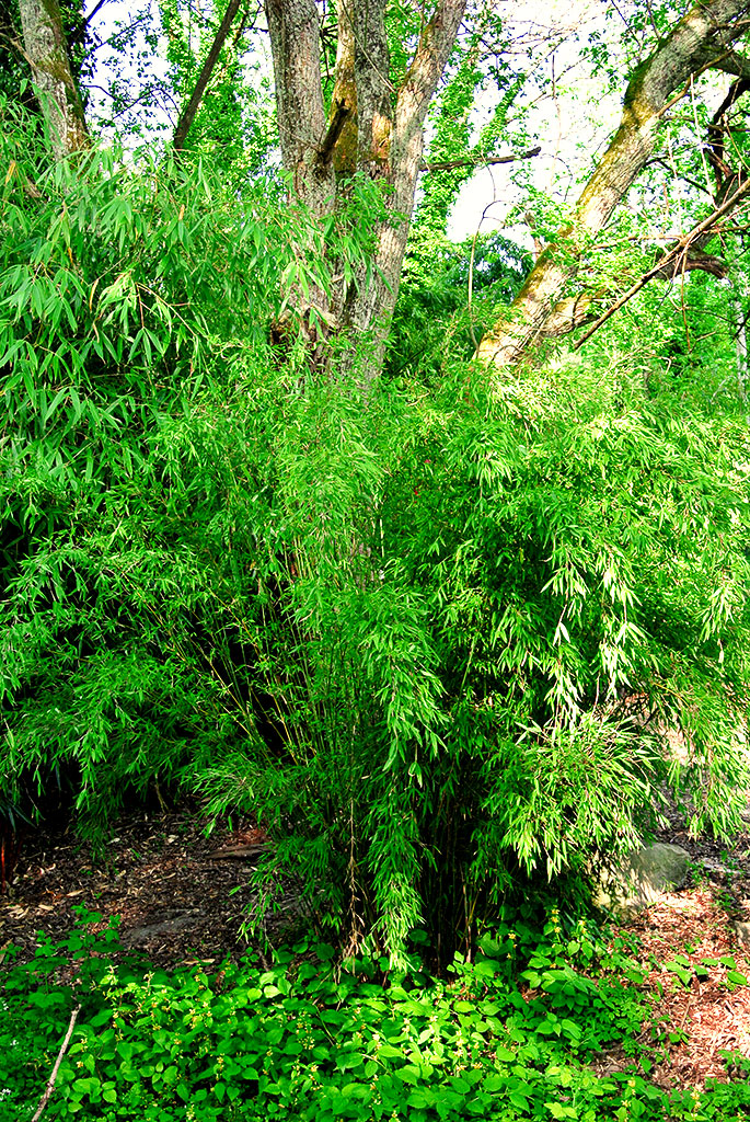 denudata Pandabambus, Fargesia denudata