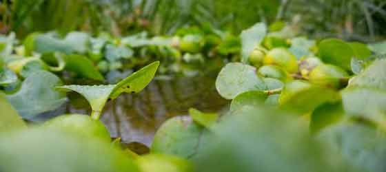 menue-wasser-pflanzen-eichhornia-crassipes-wasserhyazinthe