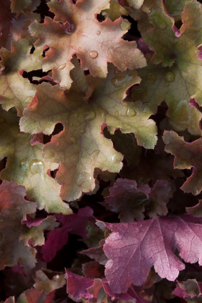 _MG_0571-283-Andere Purpurglöckchen, Heuchera Marmalade