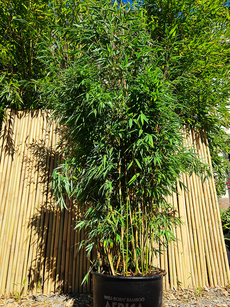 watcher3 Fargesia Watcher of the Skies