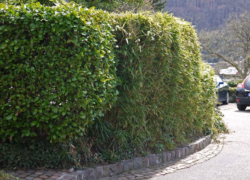 pseudosasa-japonica-hecke-bambuswald-105175aa452f1fd Pfeil Bambus, Pseudosasa japonica