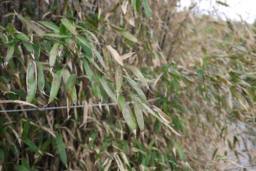 hecke-phyllostachys-nigra-winterschaden-bambuswald0250fbed2ec18f5