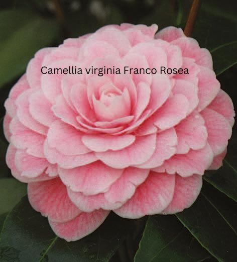 Camellia japonica rosa, Kamelien mit rosa Blüten Camellia japonica rosa, Kamelien mit rosa Blüten
