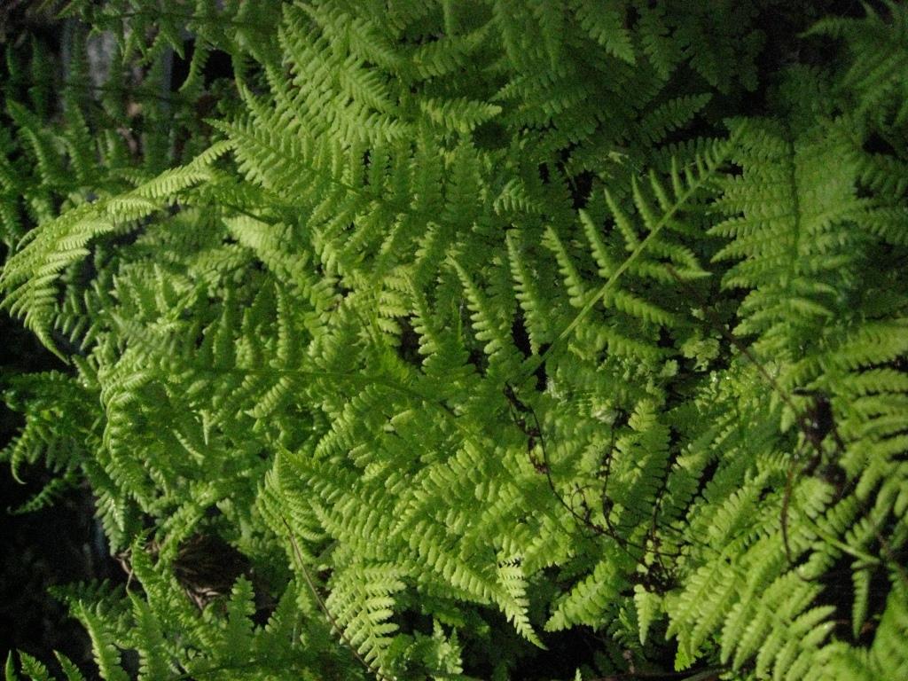 sc10008-1-2 Rotstieliger Frauenfarn, Athyrium filix-femina - Lady in Red