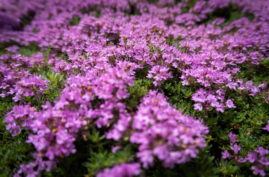 Thymian doerfleri - Bodendecker Thymian