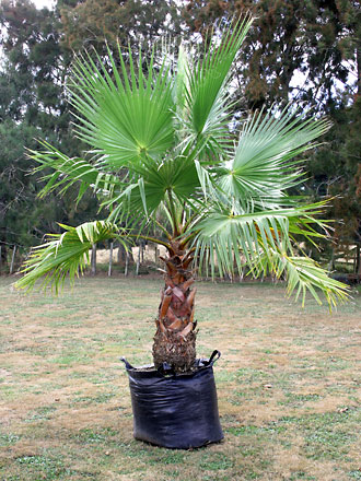 washingtonia-robusta-200l Petticoatpalme - Washingtonia robusta