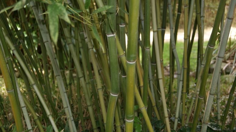 p_bissetti_1 Grüner Bambus, Phyllostachys bissetii
