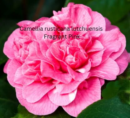 Camellia japonica rosa, Kamelien mit rosa Blüten Camellia japonica rosa, Kamelien mit rosa Blüten