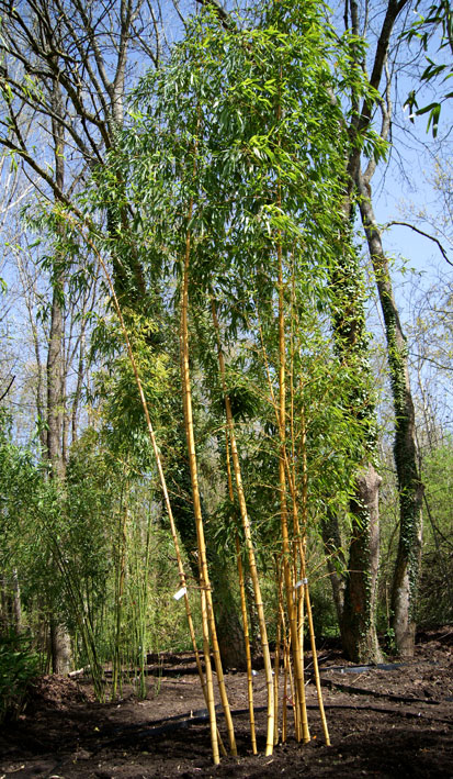 phyllostachys-vivax-aureocaulis-bambuswald-3 Zauber Bambus, Phyllostachys vivax Aureocaulis