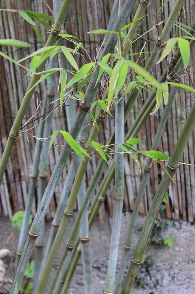 Fargesia macclurenana, Borinda macclureana KR6243