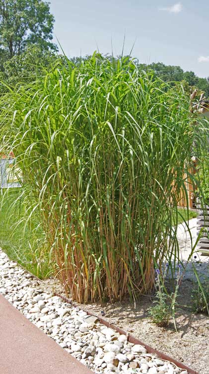 miscanthus-gigantheus-elefantengras-bambuswald Elefantengras, Miscanthus giganteus