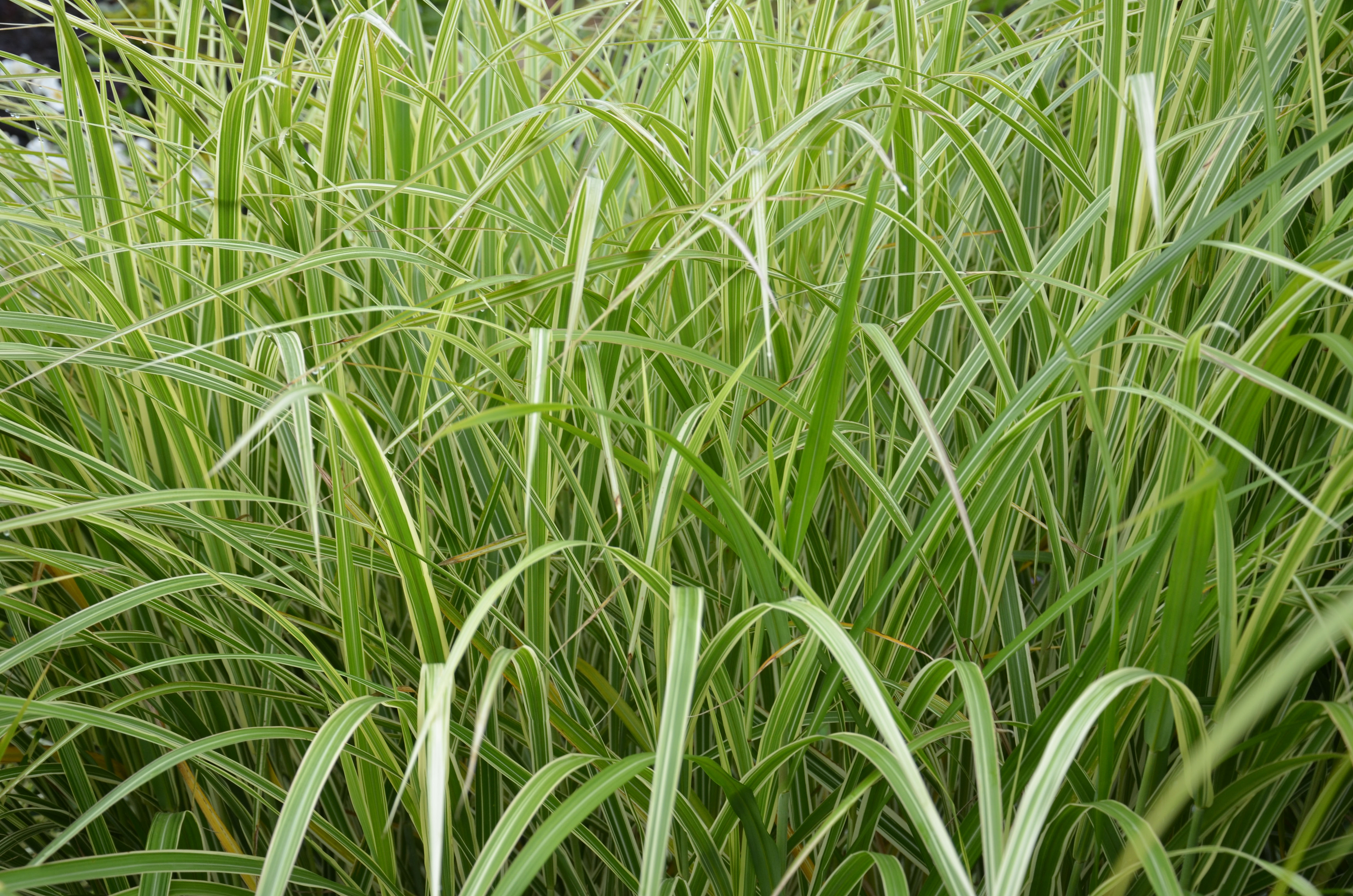 missvariegatus3 Weißbuntes Chinaschilf, Miscanthus sinensis Variegatus