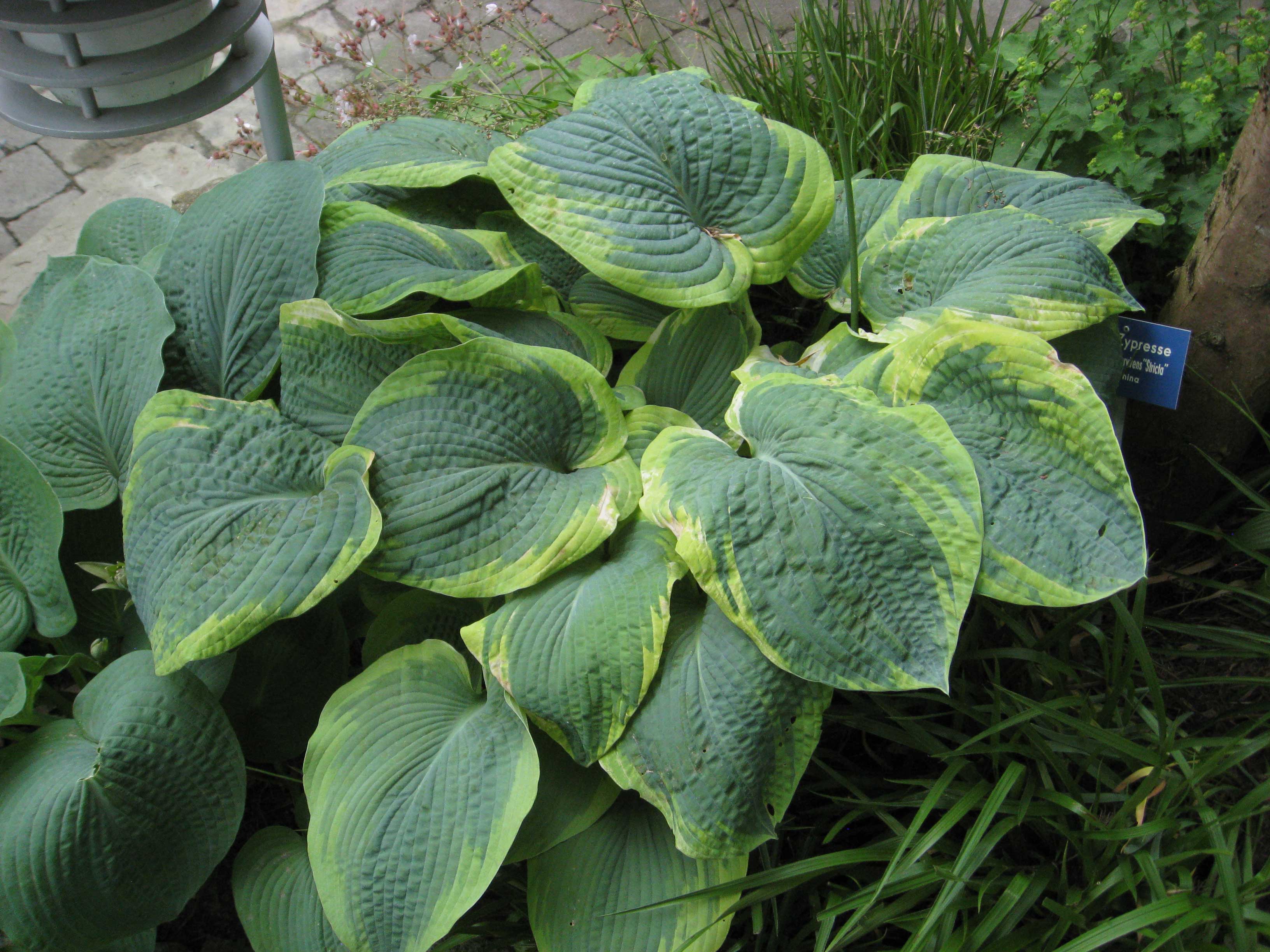 hosta-frances_251b9eadc2cbb4 Blaue Gelbrand-Funkie, Hosta sieboldiana Frances Williams