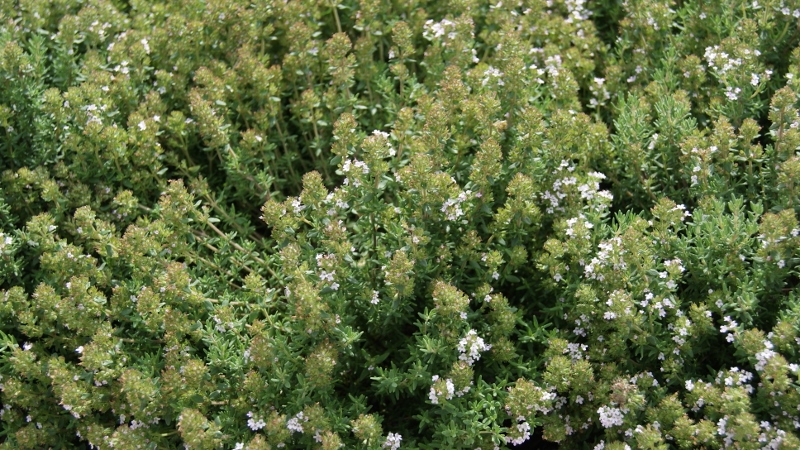 orangenthymian_bambuswald Orangenthymian, Thymus fragrantissimus