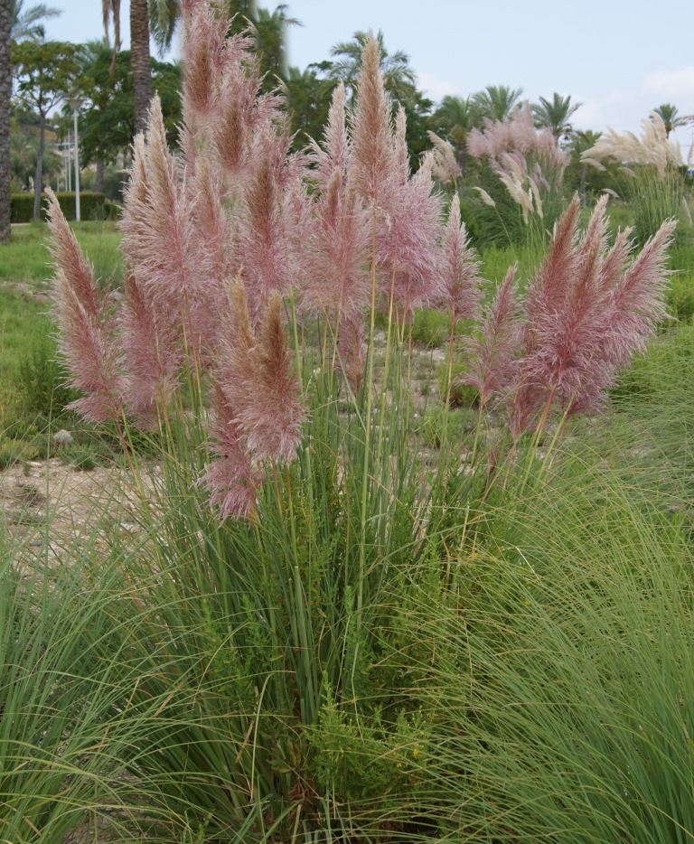 cortaderia-sell-rosa Pampasgras Rosafeder, Cortaderia selloana Rosafeder