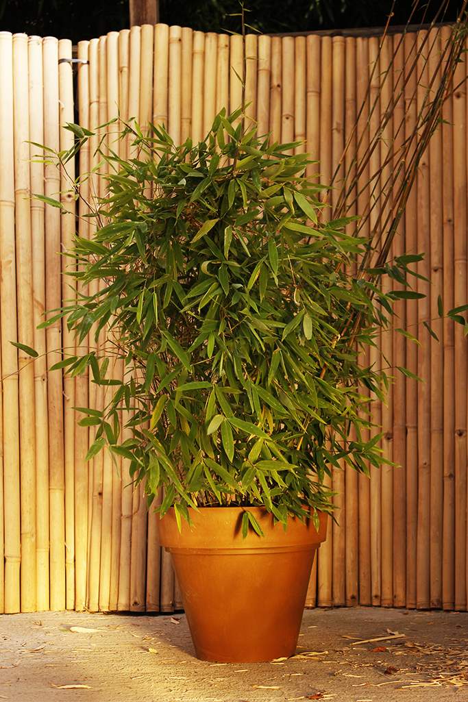 _MG_0001-Viking Wikingerbambus, Fargesia nitida Viking