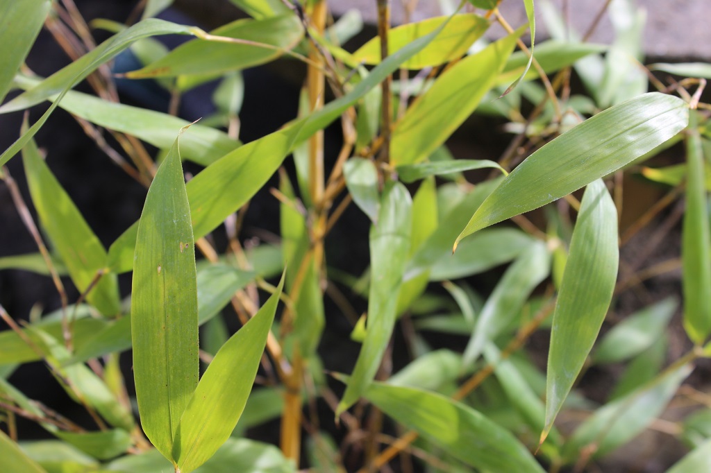 Phyll-sulfurea7 Grüner Schwefel-Bambus, Phyllostachys sulphurea viridis