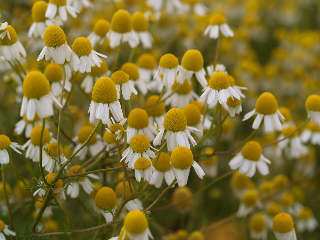 Matricaria-recutita-Echte-Kamille Echte Kamille, Matricaria chamomilla