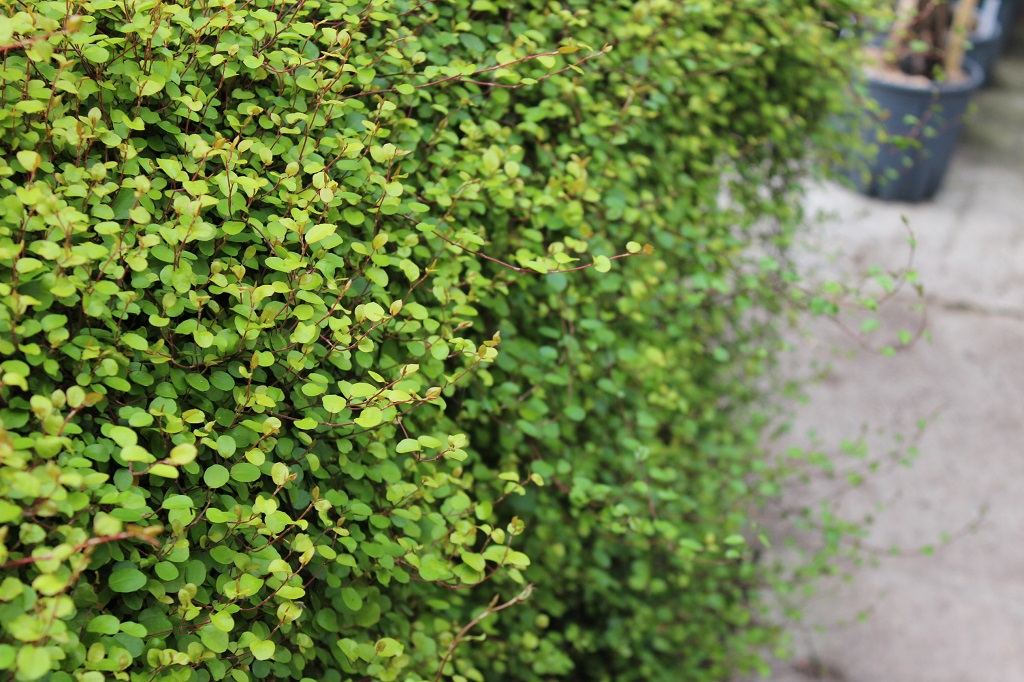 Muehlenbeckia6 Mühlenbeckie, Muehlenbeckia complexa