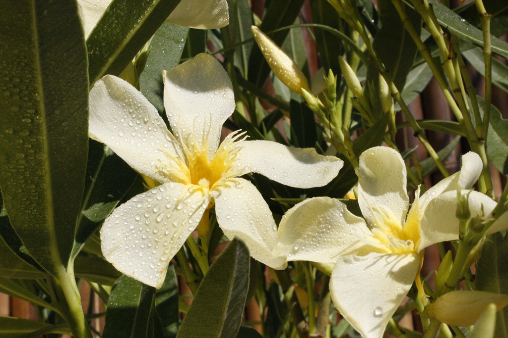 _MG_0031 Oleander, Nerium oleander