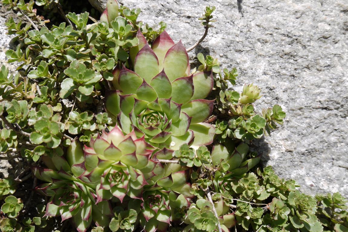 sempervivum-hauswurz-dachgarten24-4 Dachwurz, Sempervivum in Sorten