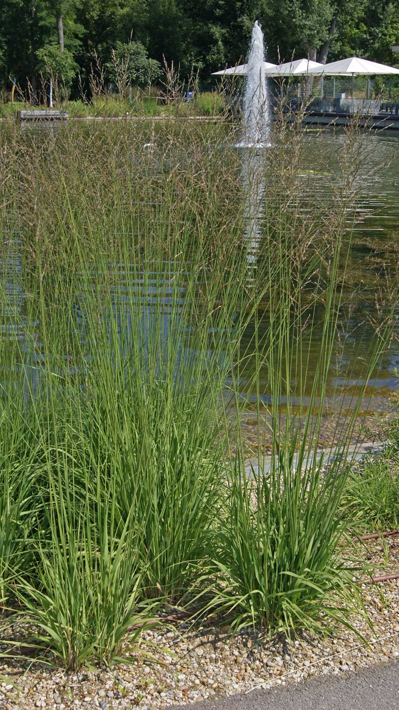 calamagrostis-acutiflora-karl-foerster-bambuswald2 Reitgras, Calamagrostis x acutiflora Karl Förster