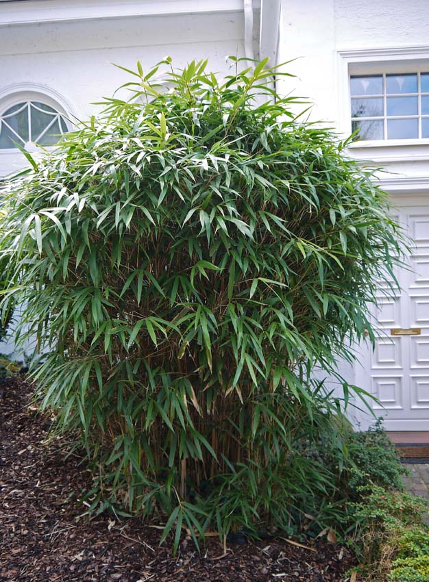 pseudosasa-japonica-6 Pfeil Bambus, Pseudosasa japonica