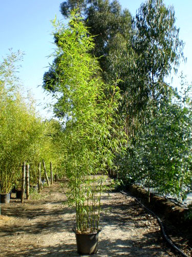 phyllostachys-aurea-bambuswald-10 Goldrohr Bambus, Phyllostachys aurea