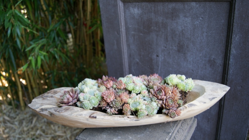 50cm-Schiff-800x450 Teak- Wurzel Schale länglich