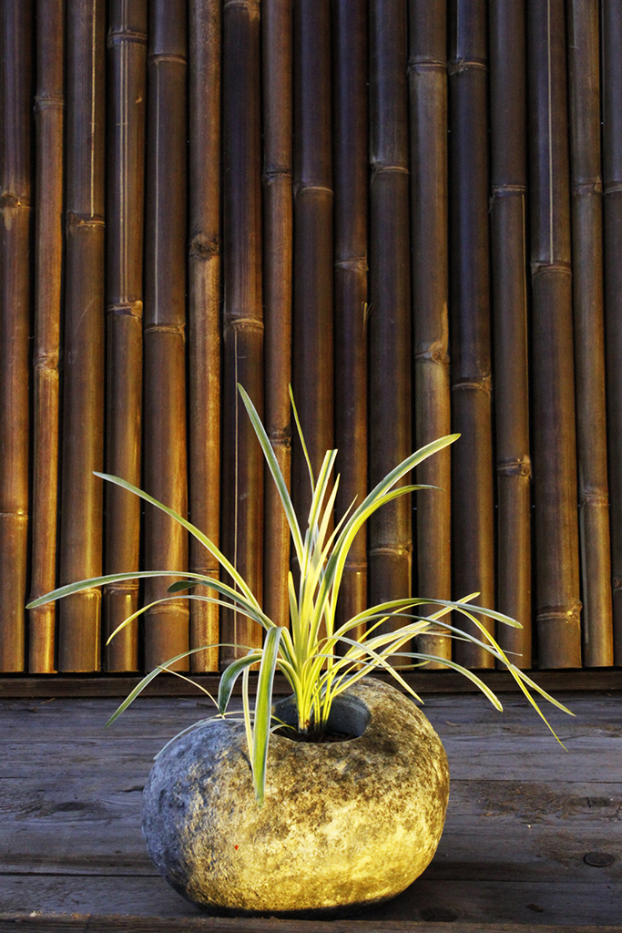 Feinhalm-Chinaschilf Graziella, Miscanthus sinensis Graziella