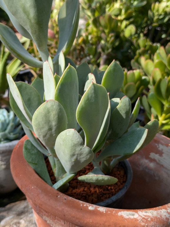 Cotyledon orbiculata var. Silver Peak