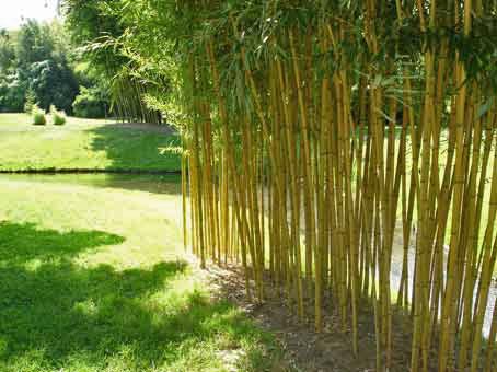 bambushecke-phyllostachys-aureosulcata-aureocaulis