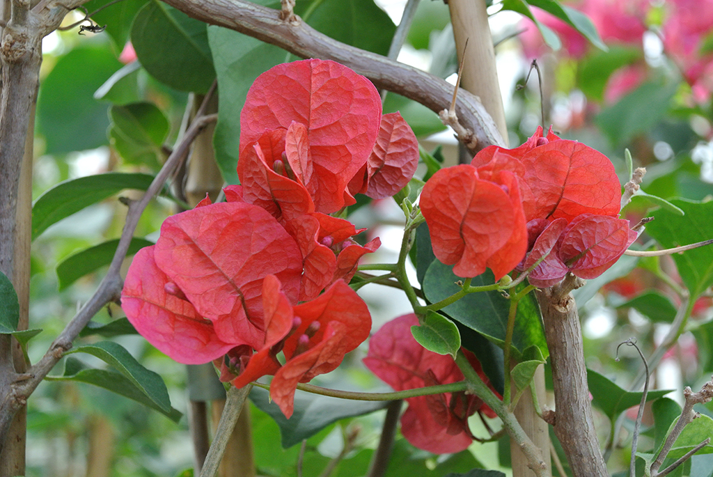 Bougainvilea-Rot Bougainvillea glabra - Drillingsblume