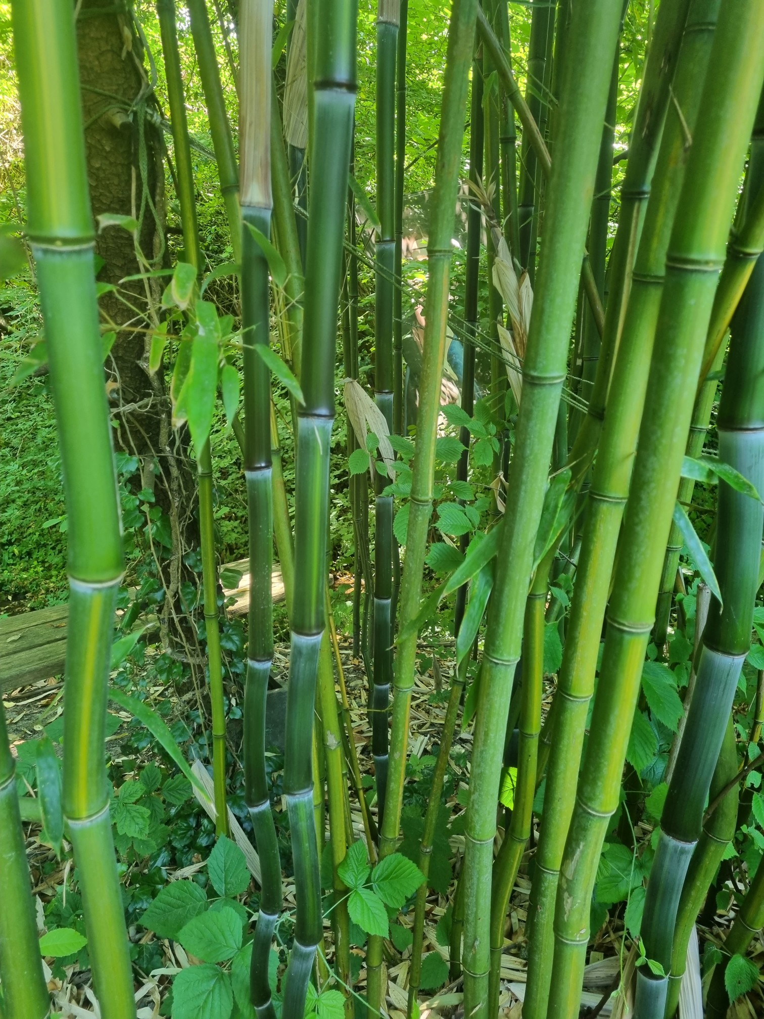 Rauher Gelbrinnenbambus, Phyllostachys aureosulcata McClure
