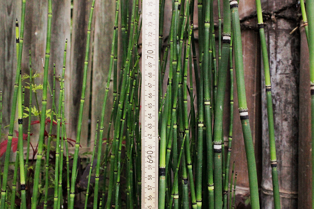 Schachtelhalm-3BLzjHDlNVoe80 Riesenschachtelhalm, Equisetum hyemale var. robustum