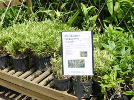 pleioplastus-shibuyanus-tsuboi-n1 Zwergbambus Pleioblastus shibuyanus Tsuboi