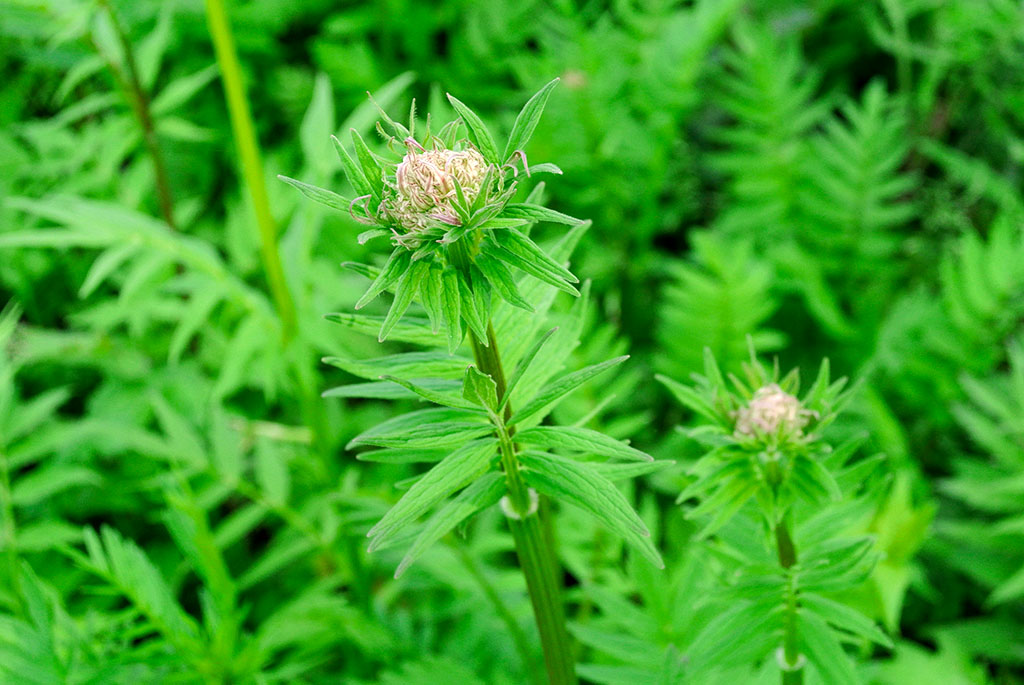 valeriana Baldrian, Valeriana officinalis