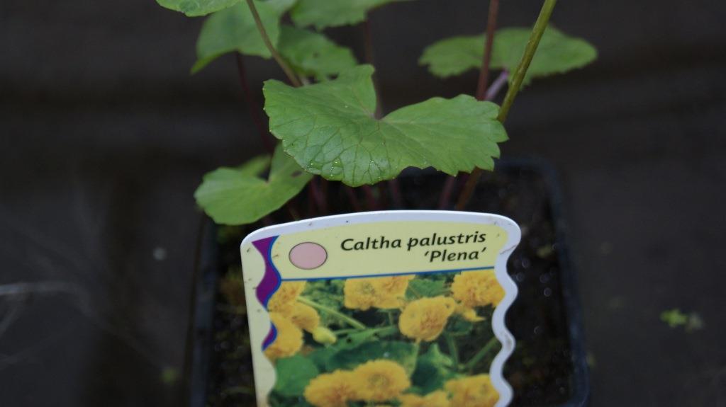 caltha-palustris-plena-gef-lltbl-tige Caltha palustris, Sumpfdotterblume
