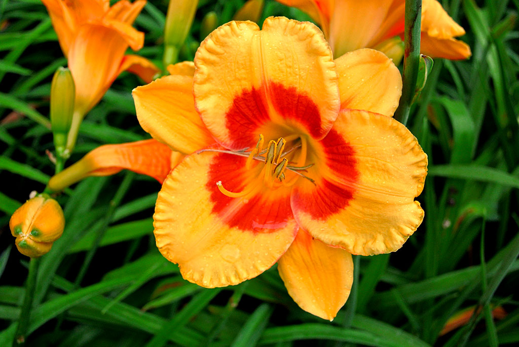 hemerocallis-2 Taglilie, Hemerocallis in Sorten