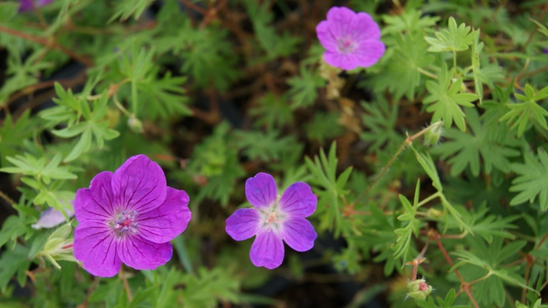 Storchenschnabel, Geranium in Sorten