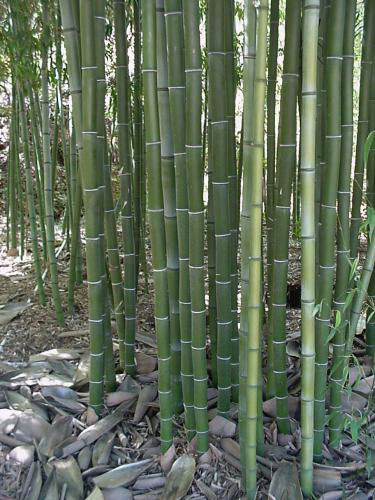 phyllostachys-nigra-henonis-bambuswald-8 Goldhaar Bambus, Phyllostachys nigra Henonis