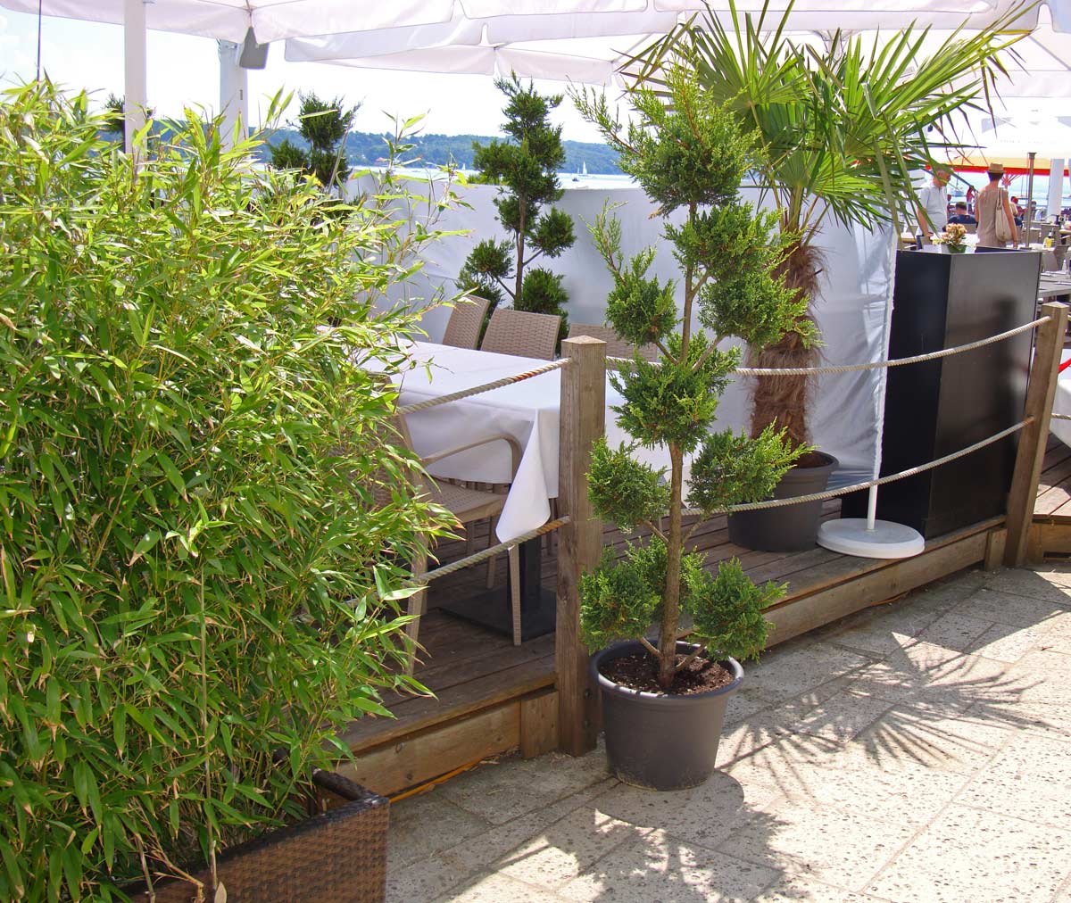 Fargesia-Rufa-Balkon-Terasse-2-Bambuswald Universaler Gartenbambus Fargesia rufa